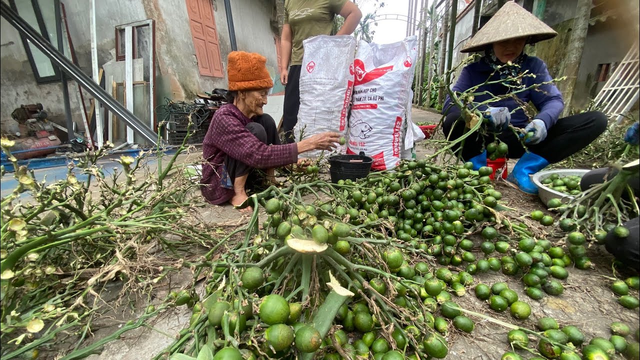 GIÁ CAU TƯƠI XUẤT KHẨU NGÀY 11/11 | DN90 TV.