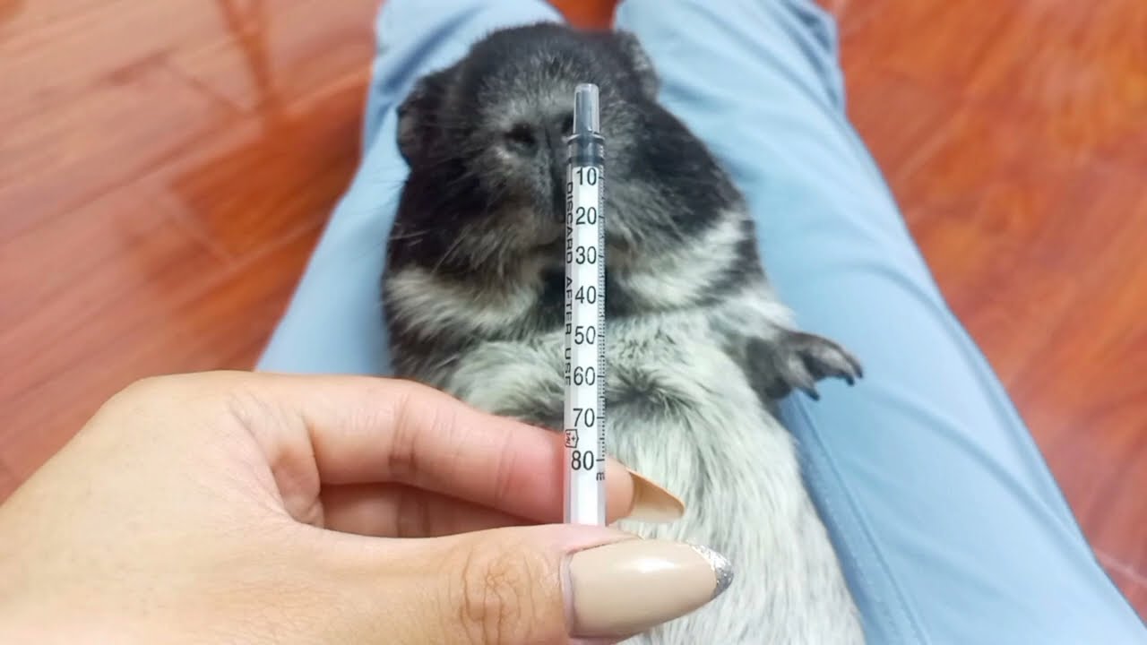 HDSD xi lanh 1cc cho Bọ &Uacute; uống thuốc - 1cc cylinder manual - BỌ &Uacute; HOUSE #37