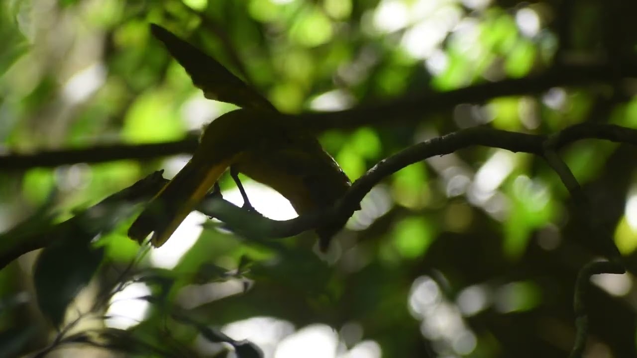 golden bower
