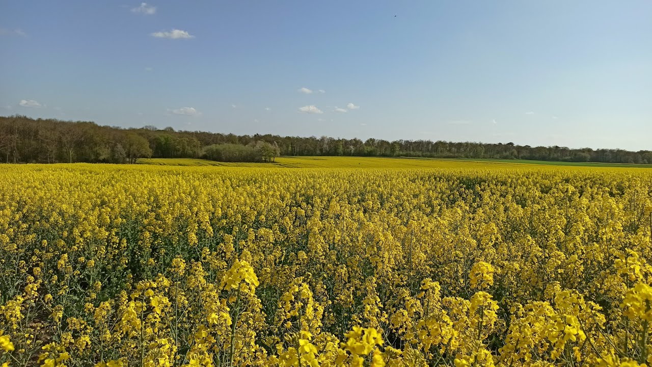 Survol de Vaucelles, sa carrière et ses champs de colza !!!