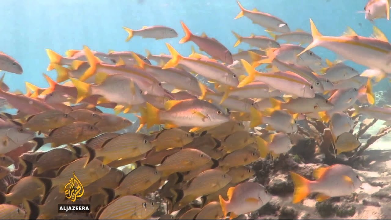 Cuba's pristine coral reefs