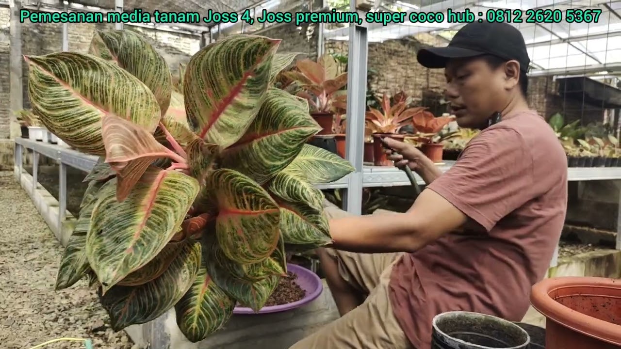 Cara membuat indukan bertunas lebih dari 10#aglaonema #aglonema #semiaglao