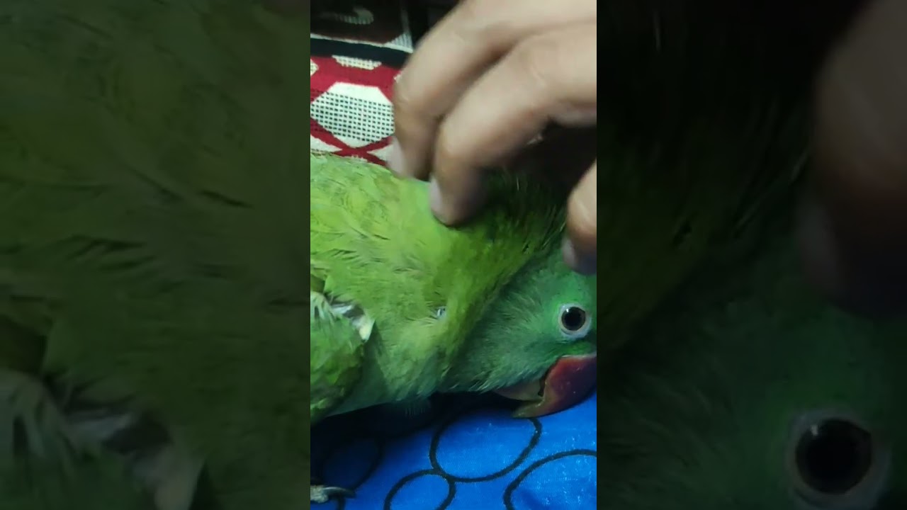 Pampering 🥰 | Rio Family #viral #parrotlovers #shorts #reels #subscribe