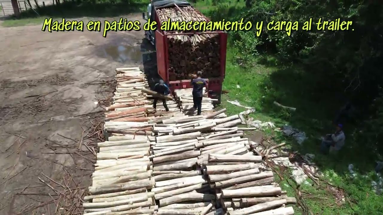 Cosecha forestal Acacia mangium