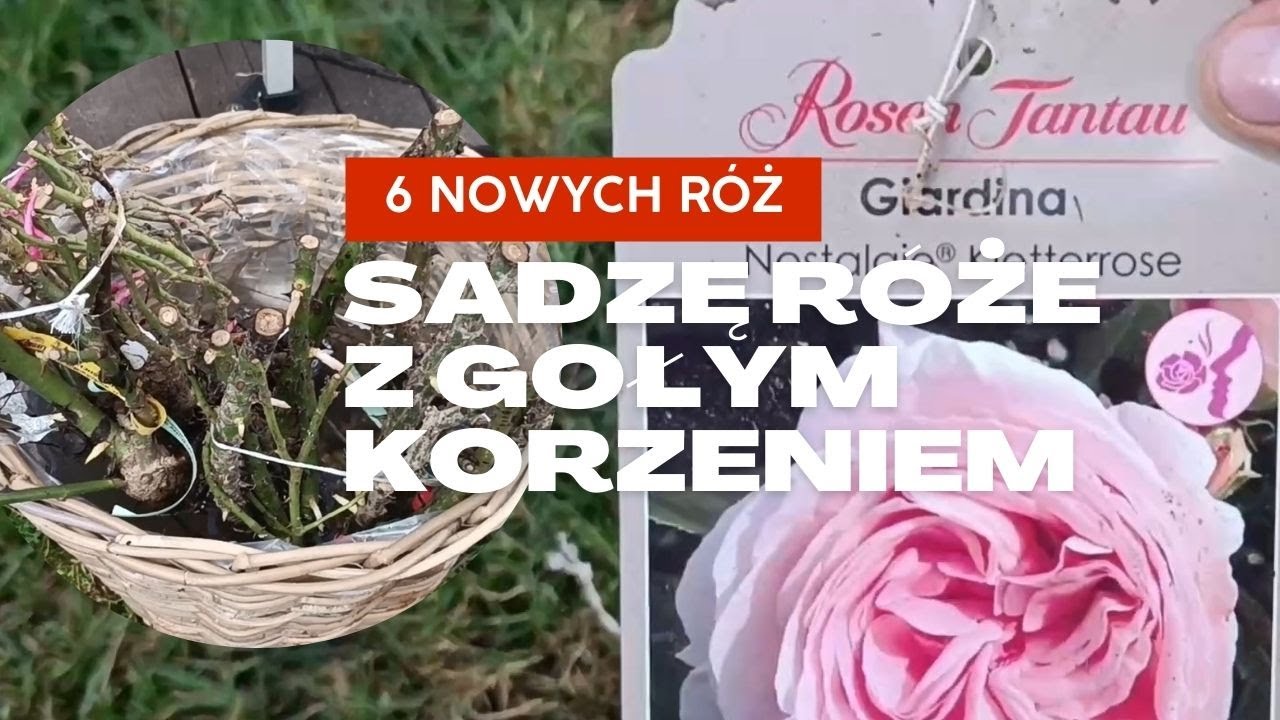 Nowe piękne róże * sadzę róże z gołym korzeniem * paczka z rozeogrodowe.pl * ogród wiosną