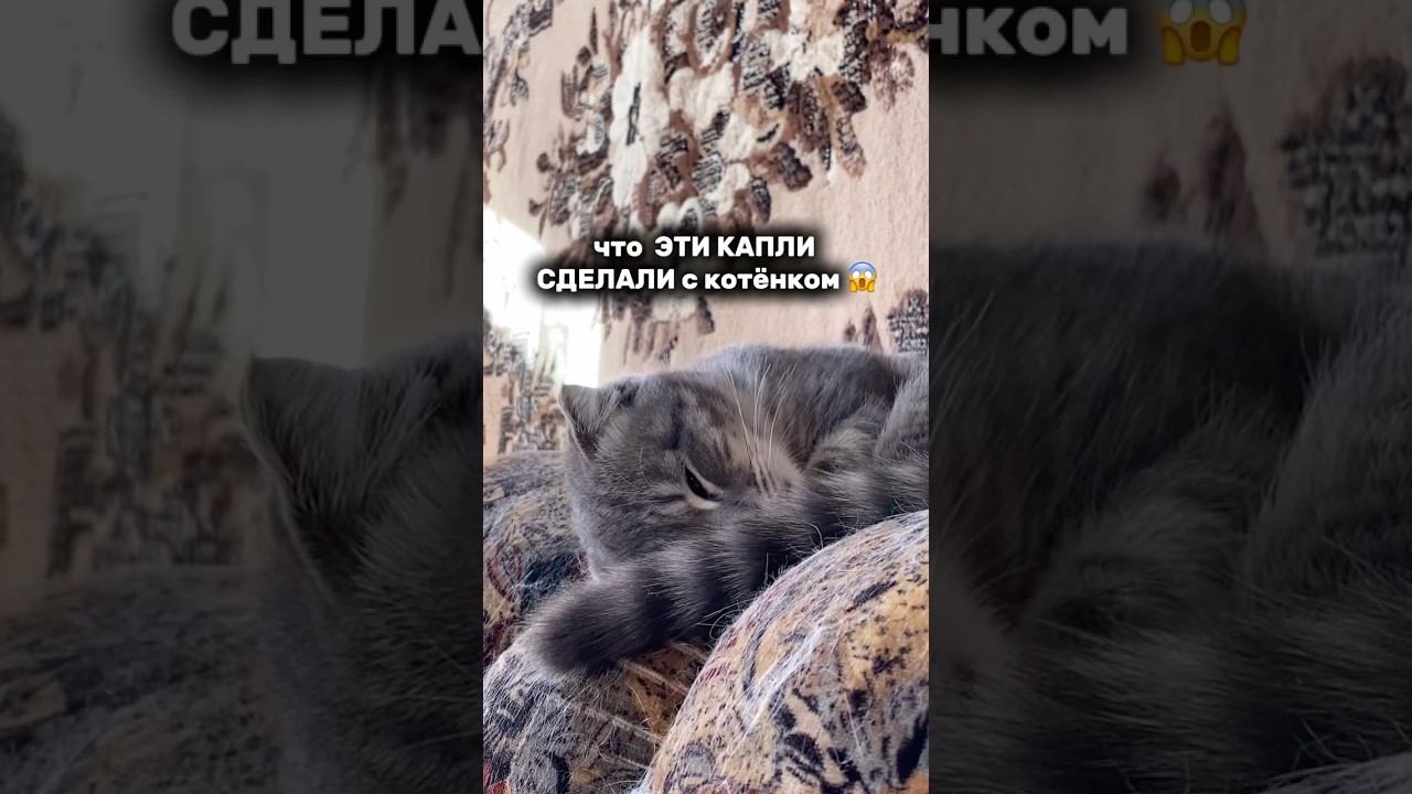 Ушные капли Harly. Артикул&mdash; #WW136726 &mdash; копируй и вставляй на WB.     #кошки #ушныекапли #ушнойклещ