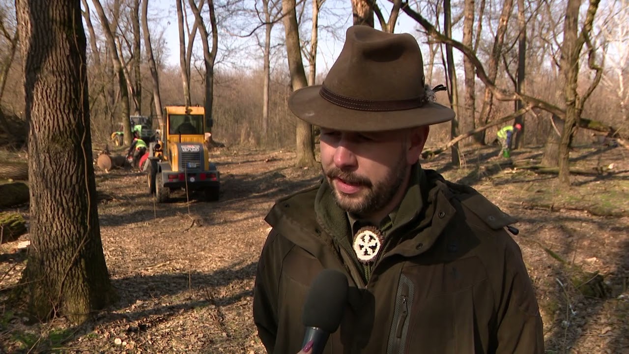 Fakitermelés – Megkezdődtek a munkálatok a Sóstói-erdőben