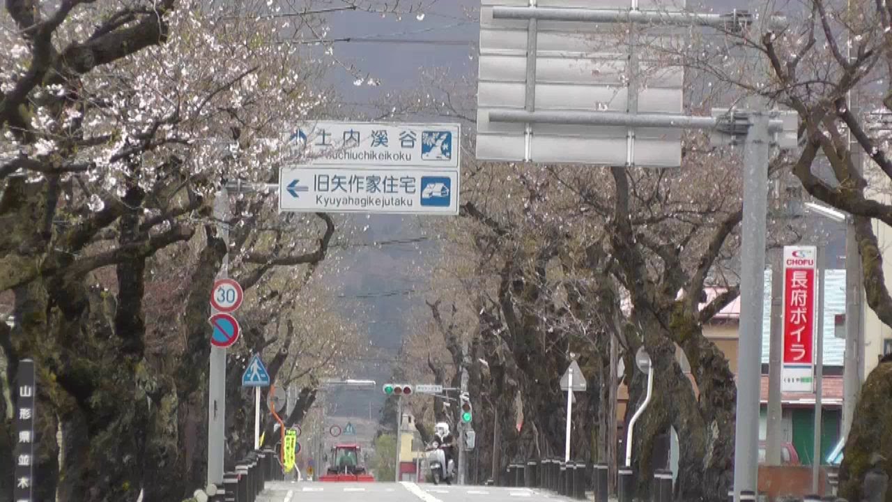 【泉田桜通り】新庄市