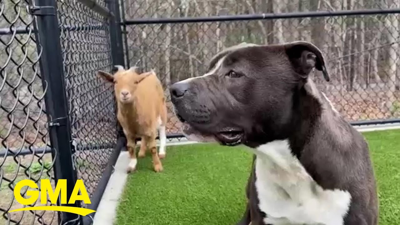 Dog and goat besties adopted together by North Carolina family l GMA