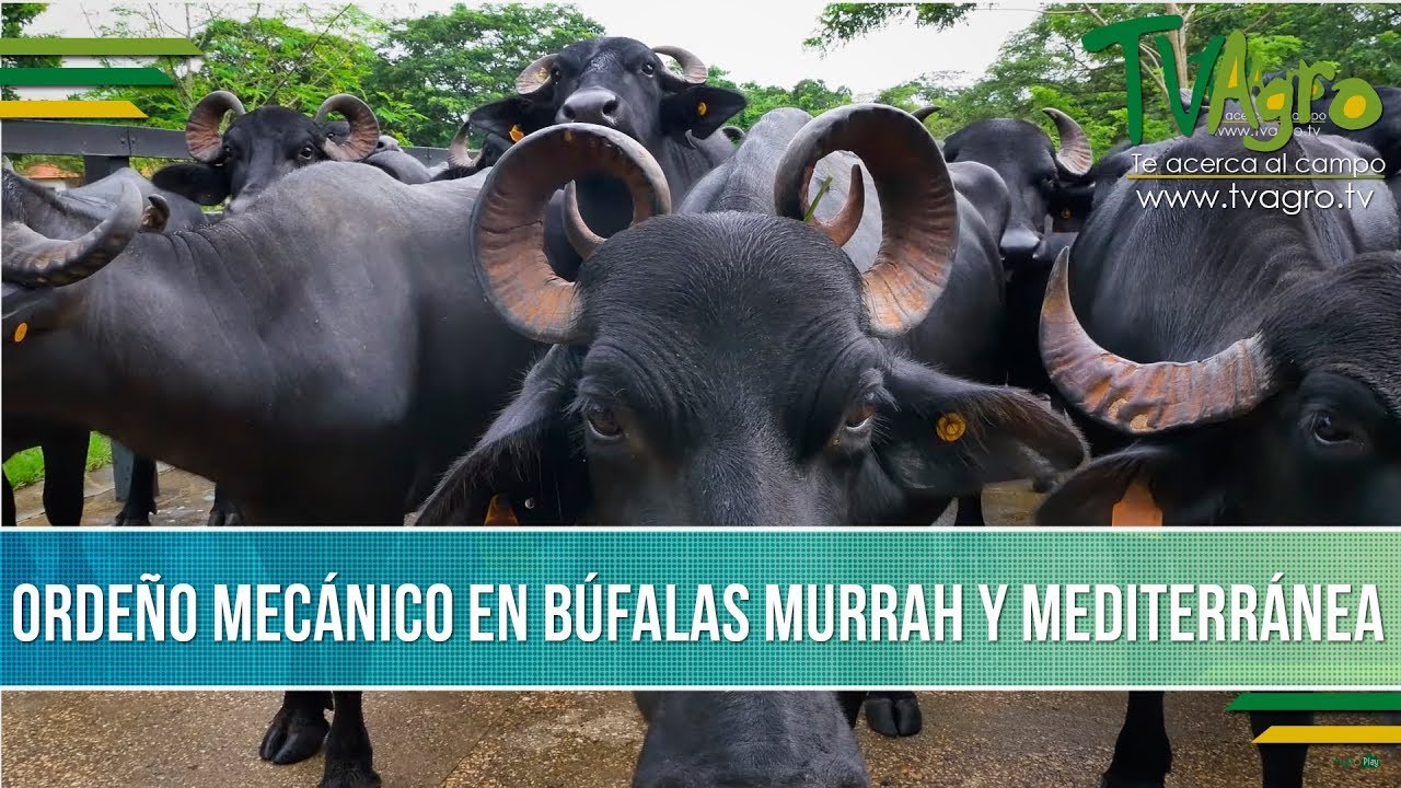 Como es el Ordeño Mecanico en Bufalas Murrah y Mediterranea - TvAgro por Juan Gonzalo Angel