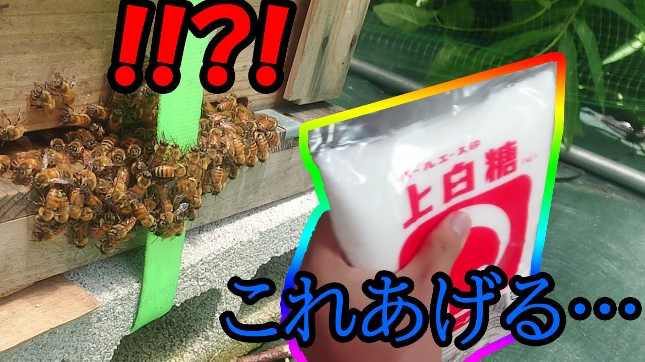 ミツバチに白い粉を与えたらヤバすぎる結果に… i give  Liquid Sugar to Honey Bees