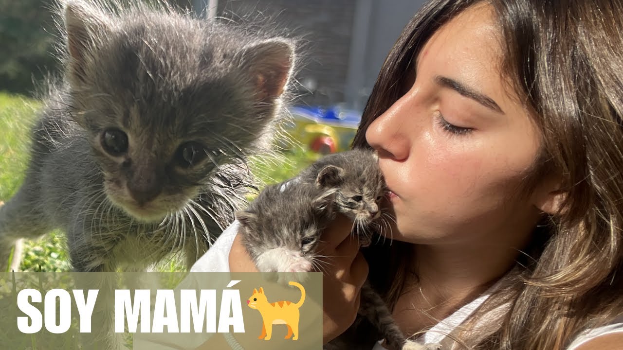 🐈ADOPTÉ un GATITO ¿O DOS? -  No vas a poder resistirte a adoptar un gato después de este video🫶🏻