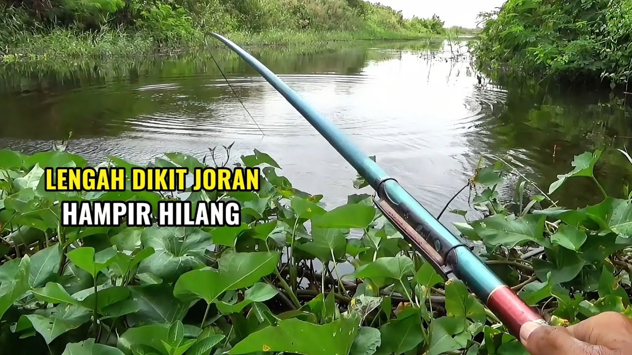 Lengah dikit joran hampir hilang di bawa nila babon sak bantal