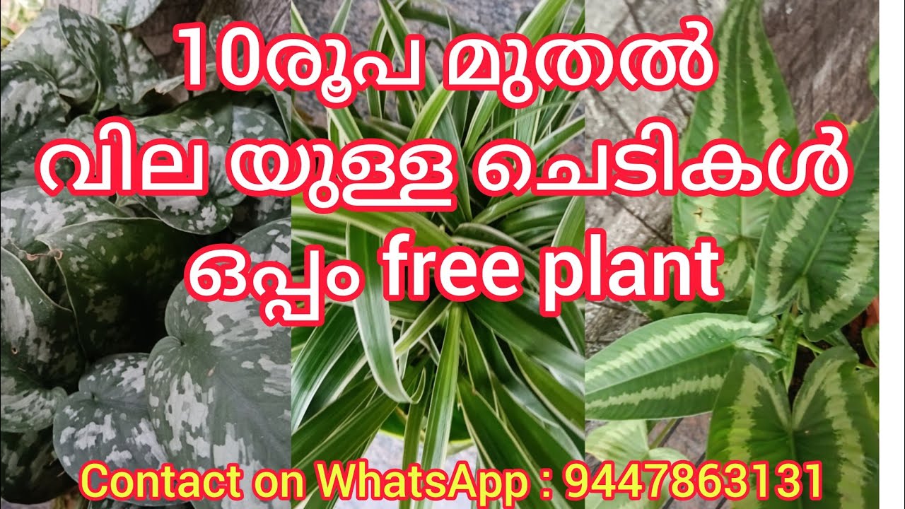 Indoor and flowering plant at Rs. 10 onwards.Free plants for all customers.