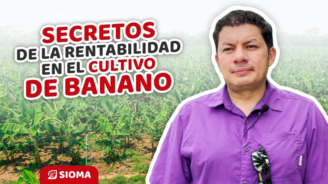 ¿Qué necesito saber para aumentar la rentabilidad de una finca bananera?