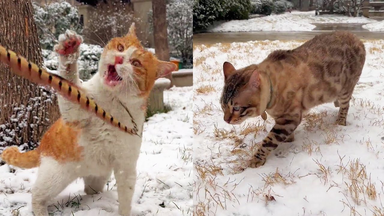 Во дворе идет снег  котенок и 8 укусов играют. Что делать? [Сяо Фэн мяу] #КотДвор #ЕжедКотДвор