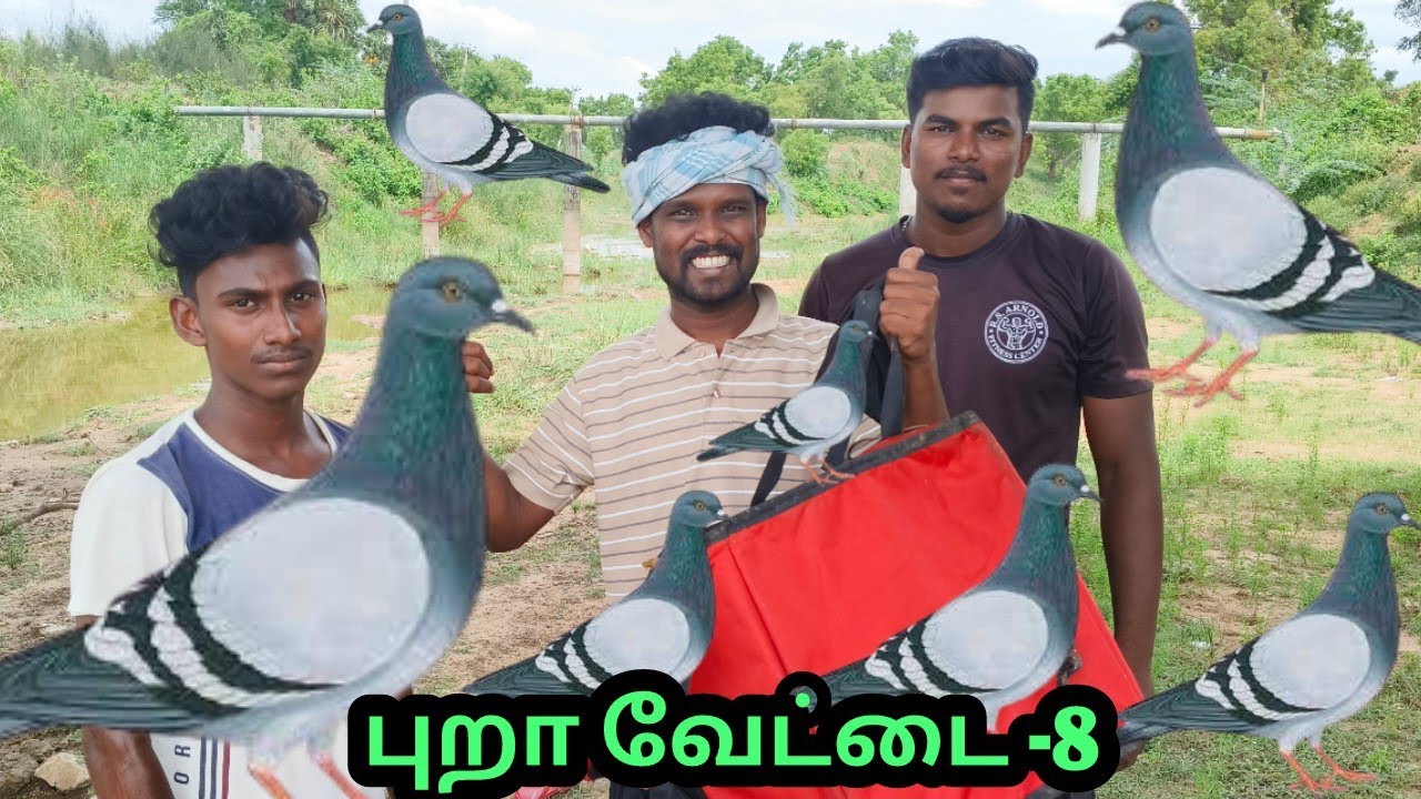 புறா வேட்டை -8 #pigeon #wildpigeonlife