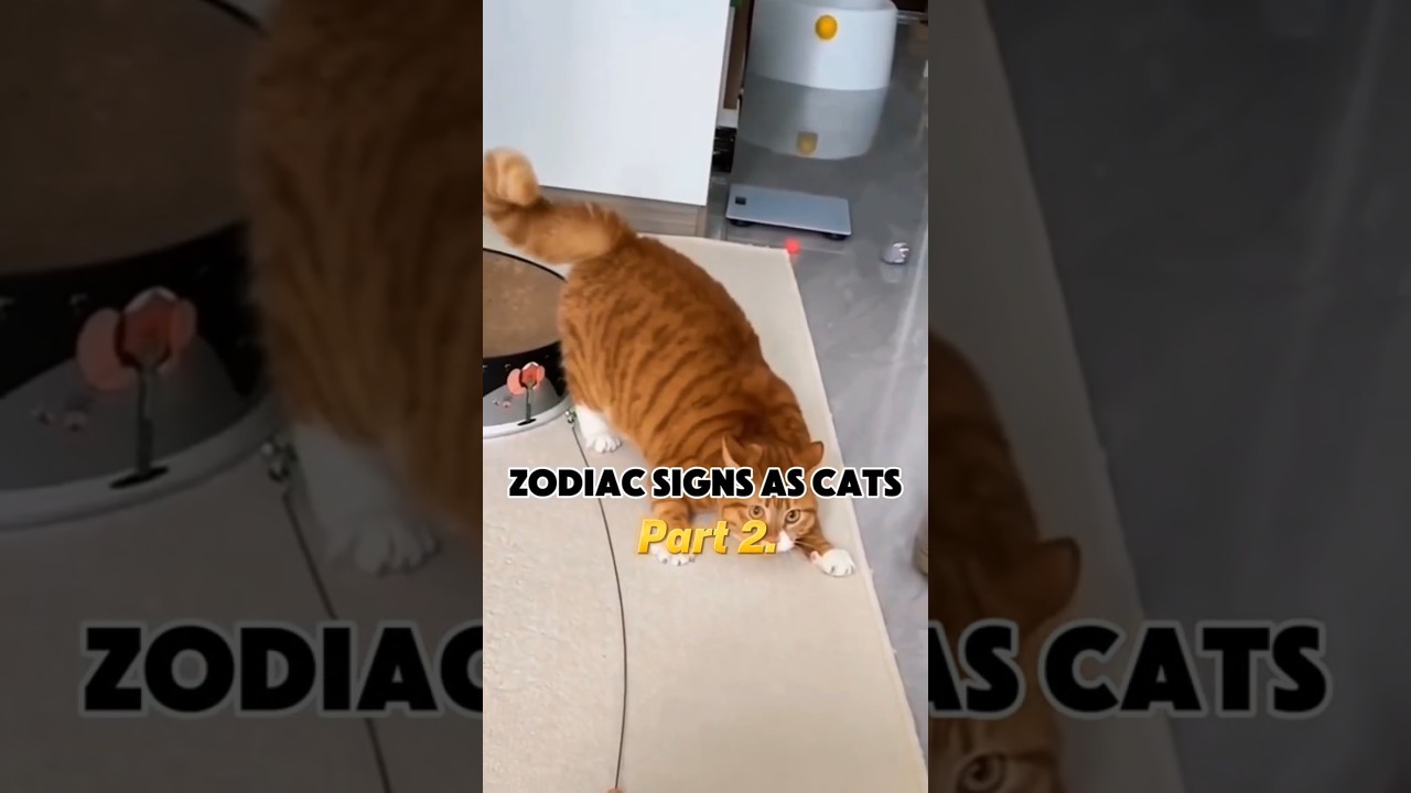 The zodiac signs as Cats (part 2) #cats #zodiacsigns #astrology