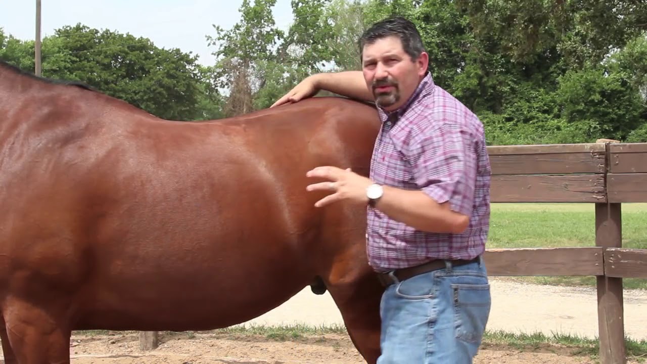 Video test onderzoek maagzweer paard door paardenarts