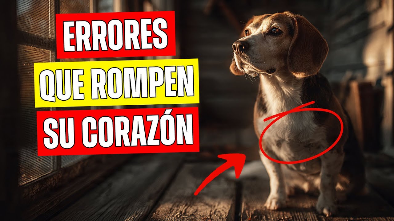 22 PEQUEÑOS ERRORES QUE HACEN QUE TU PERRO PIENSE QUE YA NO LE QUIERES