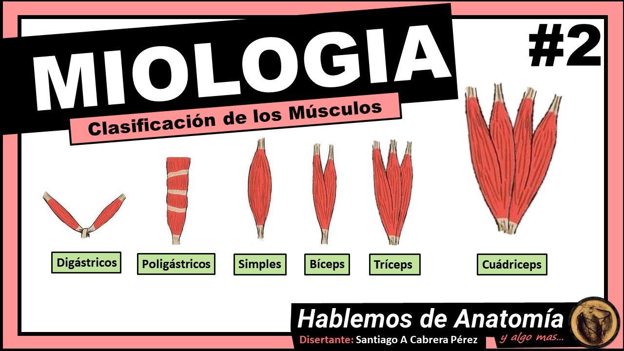 🔴👉 MIOLOGIA 🟩 CLASIFICACION DE LOS MUSCULOS 🟪Hablemos de Anatomía y Algo Mas...