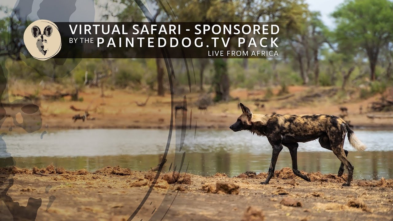LIVE Safari Sponsored by the Painteddog.tv Pack | 18 September 2024