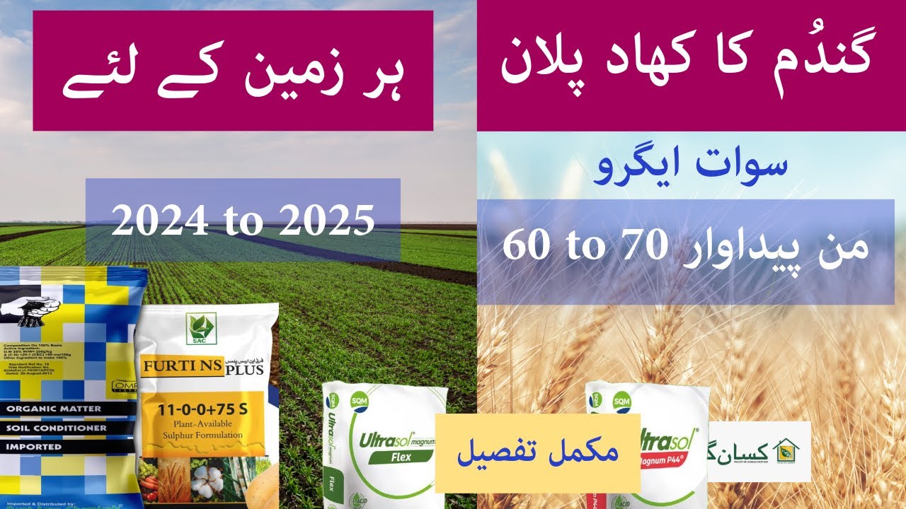 Fertilizer plan for Wheat Fertilizer and foliar Potential yield 60 to 70 Mann | Kissan Ghar | price
