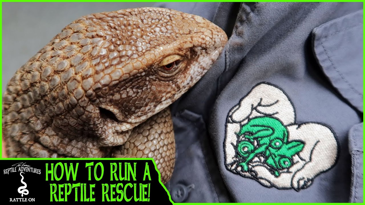 HOW TO RUN A REPTILE RESCUE  (Friends of Scales Reptile Rescue)