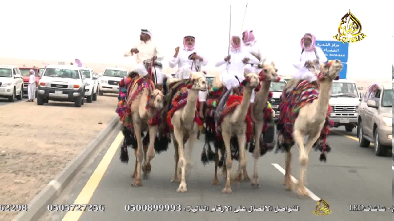 استضافة ناهض عبدالرحمن جساس آل زيد لهجن الاشراف آل زيد (الشعيبة) جنوب مكة
