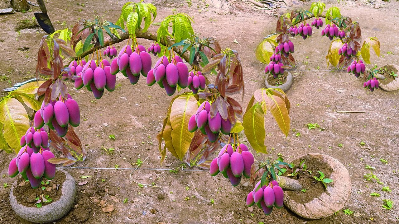 Techniques for Grafting Mango Tree Using Banana Fruit Get amazing results | Grafting Mango Tree