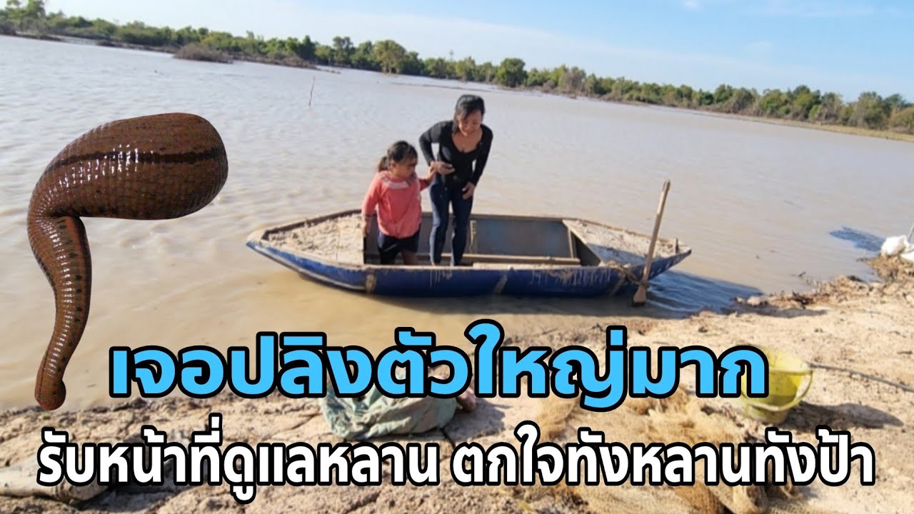 สั่นไปทังตัว เจอปลิงตัวใหญ่มาก เจ้าของนามากันเยอะ บรรยากาศดีคักวันนี้