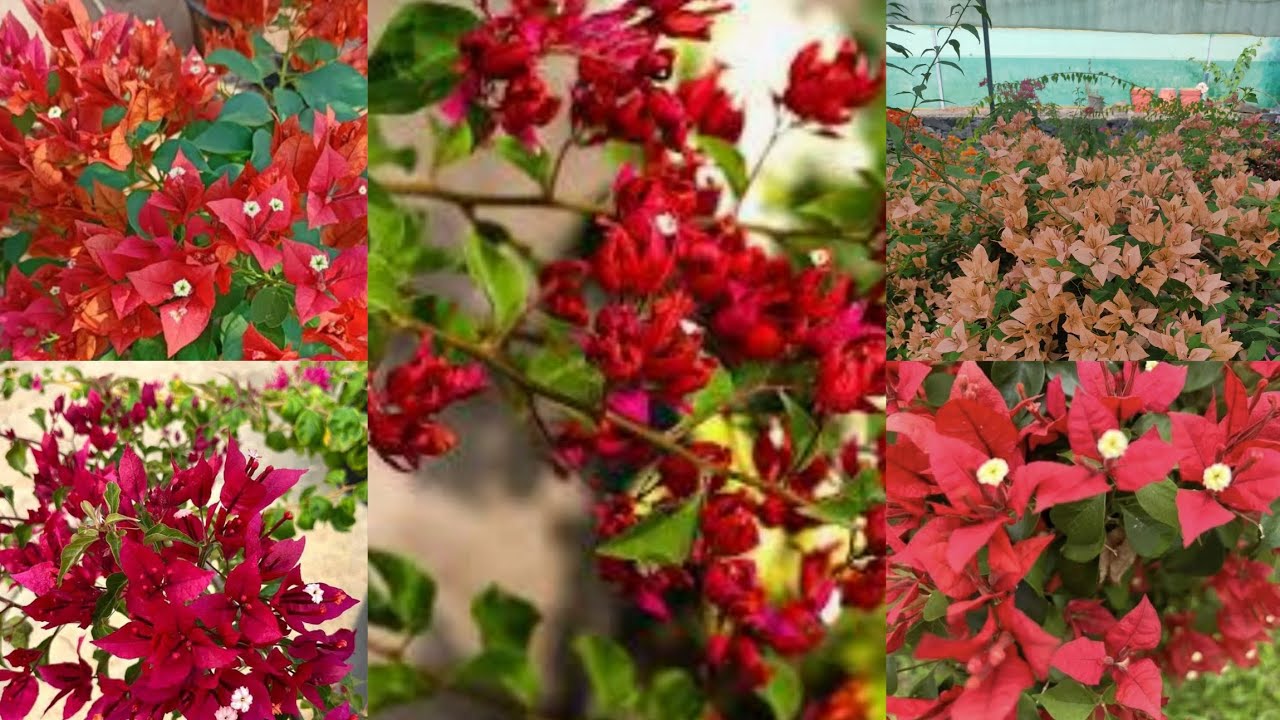 Rare variety Cover size Bougainvilla Available!!|Bougainvilla|Plants|Zahar Gardens|
