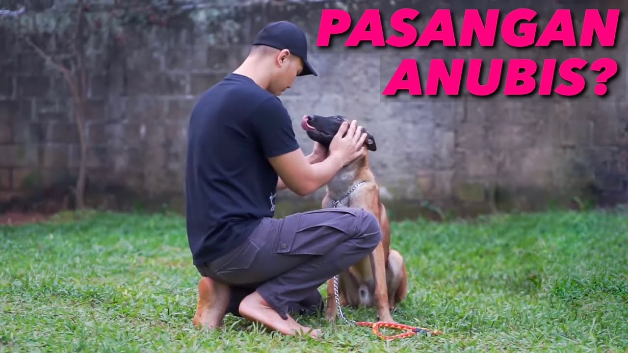 BELI BELGIAN MALINOIS JANTAN?? INGET SPARTA....