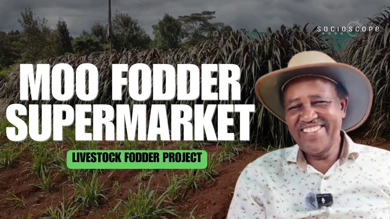 The Best Planting Materials for Livestock Fodder – Moo Fodder Supermarket (Nairobi, Kenya)