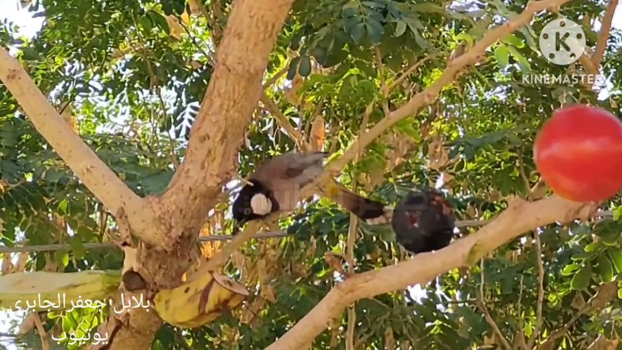 كيفيه فطام أفراخ ألبلابل وباي عمر نفطمهم ونوع الغذاء المفيد لهم وتفادي الأصابه بشلل