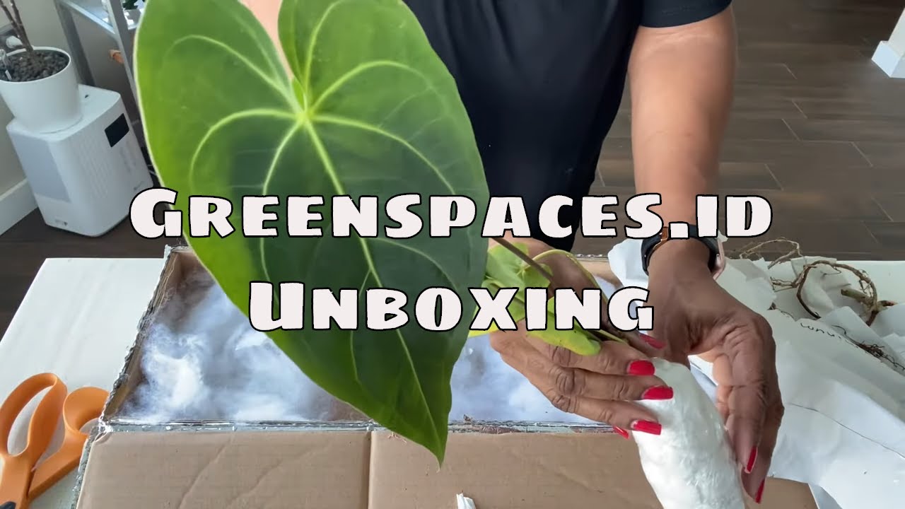 Greenspaces ID Rare Plant Unboxing House Plant Haul Philodendron Anthurium Alocasia Plant Mail
