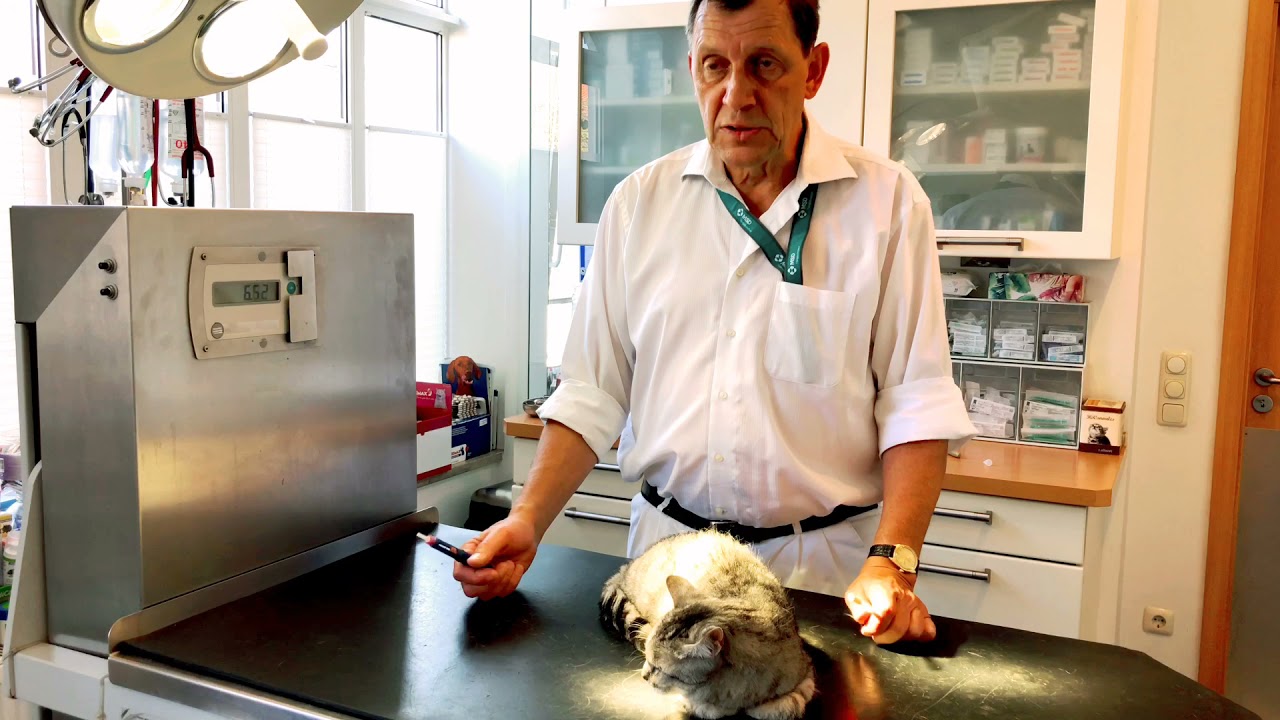 Hallo Herr Doktor - Diabetes bei Hund und Katze