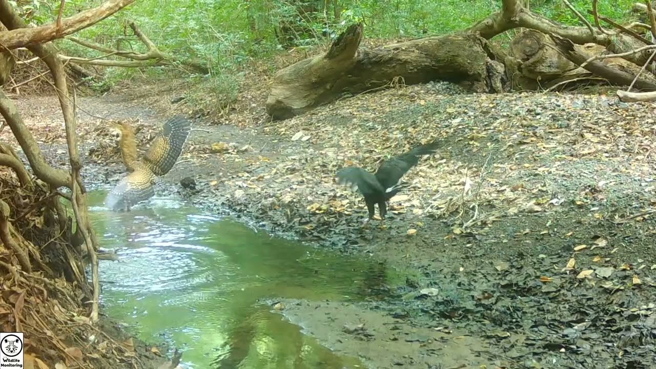 Guanacaste, Costa Rica - Wildlife