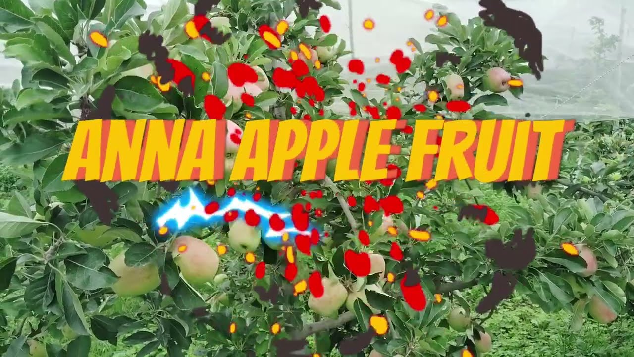Anna Apple variety is now ready for harvesting, and the fruit is looking beautiful!