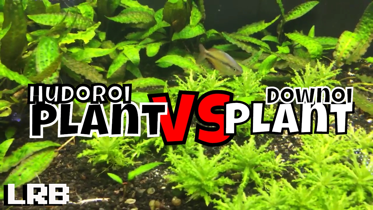 🔴 Plant Vs Plant Downoi Helferi Vs Cryptocoryne Hudoroi