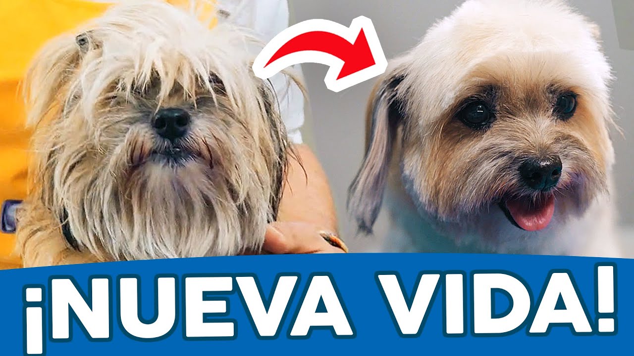 ¡Nadie LA QUERÍA y ahora TODOS LA AMAN! 😍 Perro abandonado va a la PELUQUERÍA CANINA ✂️