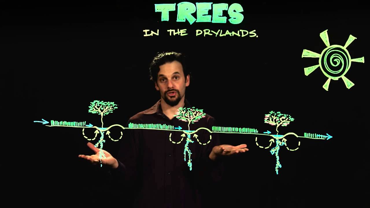 Permaculture Trees in the Drylands
