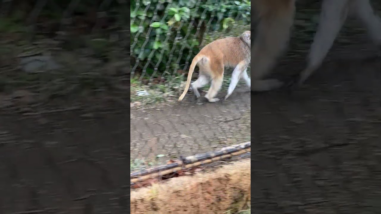 That viral Funny cute Patas Monkey in Japan 