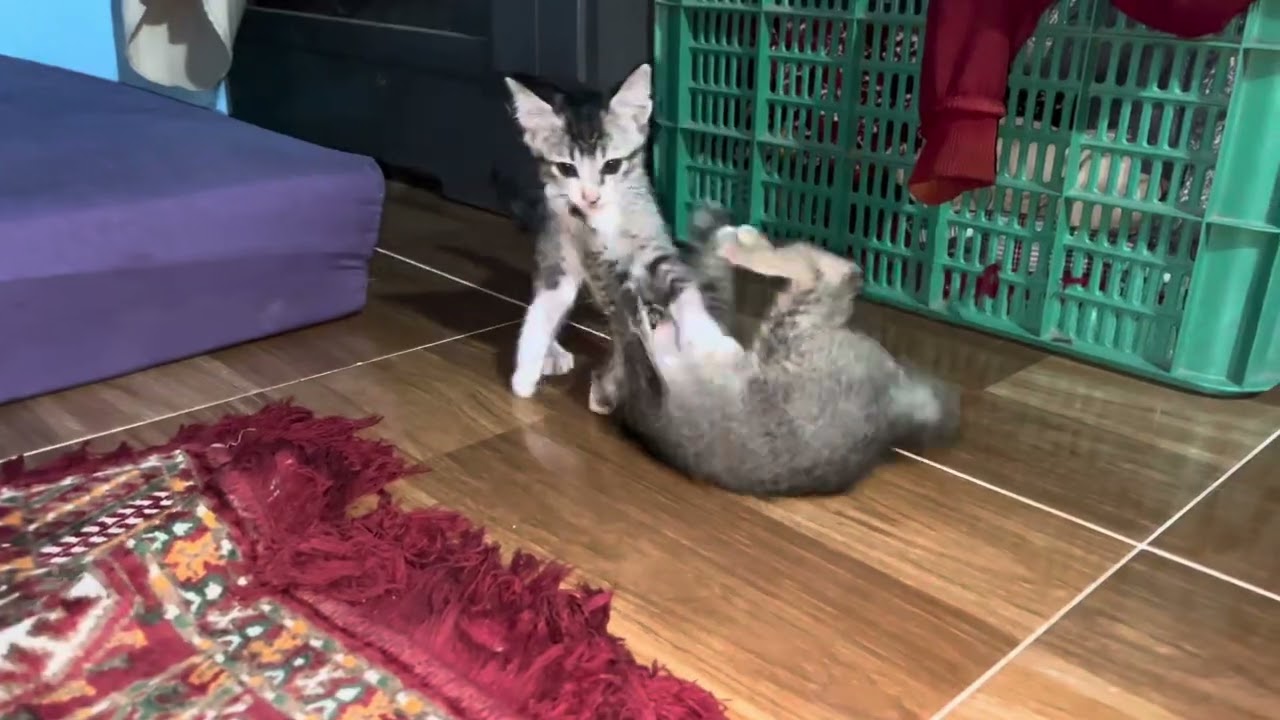 ANAK KUCING KESURUPAN🙄