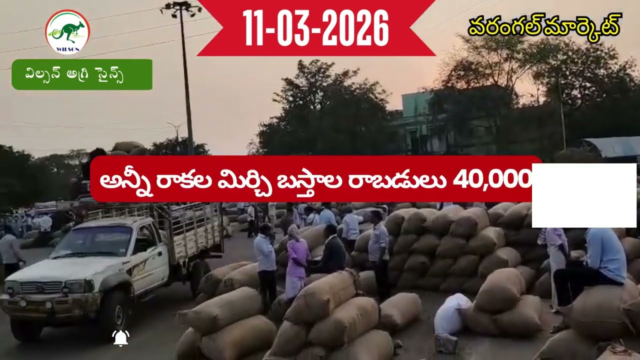 11-03-2026  ఈ రోజు వరంగల్ మార్కెట్ బస్తాలు తేజ మరియు 341