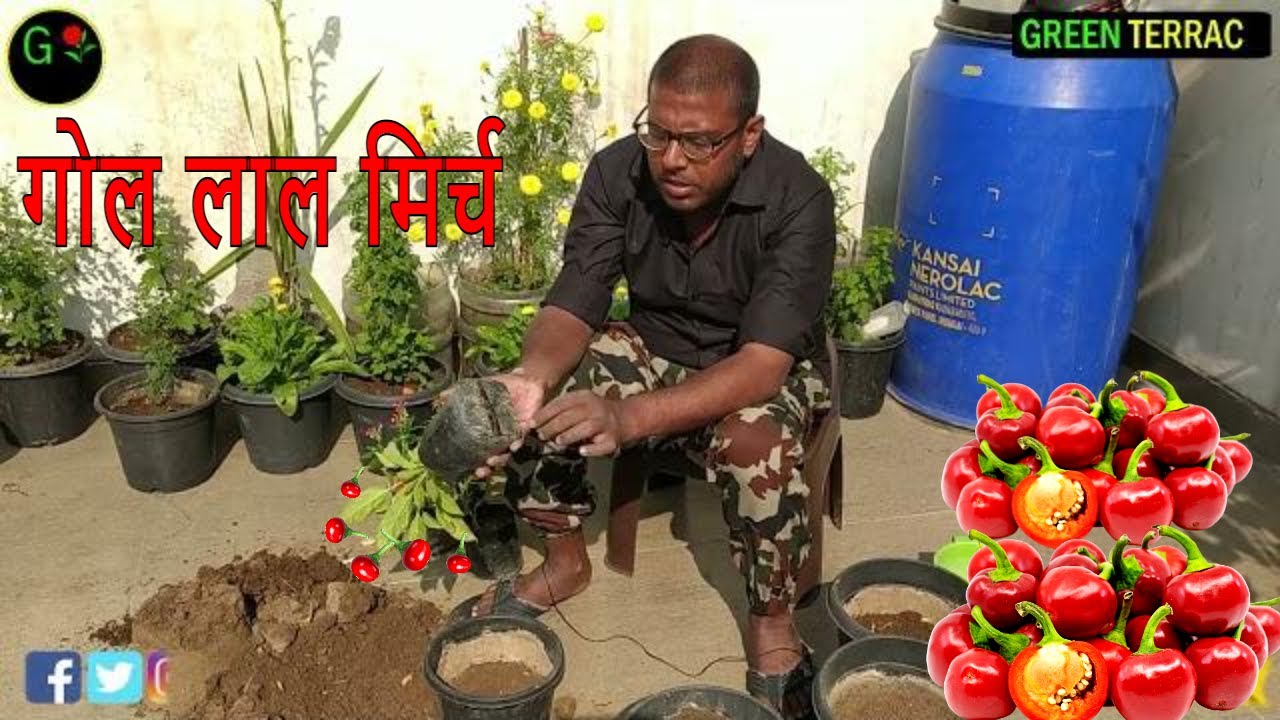 घर पर उगाओ सूंदर गोल लाल मिर्च का पौधा | how to grow round red chilli | verbina or diantus ka podha