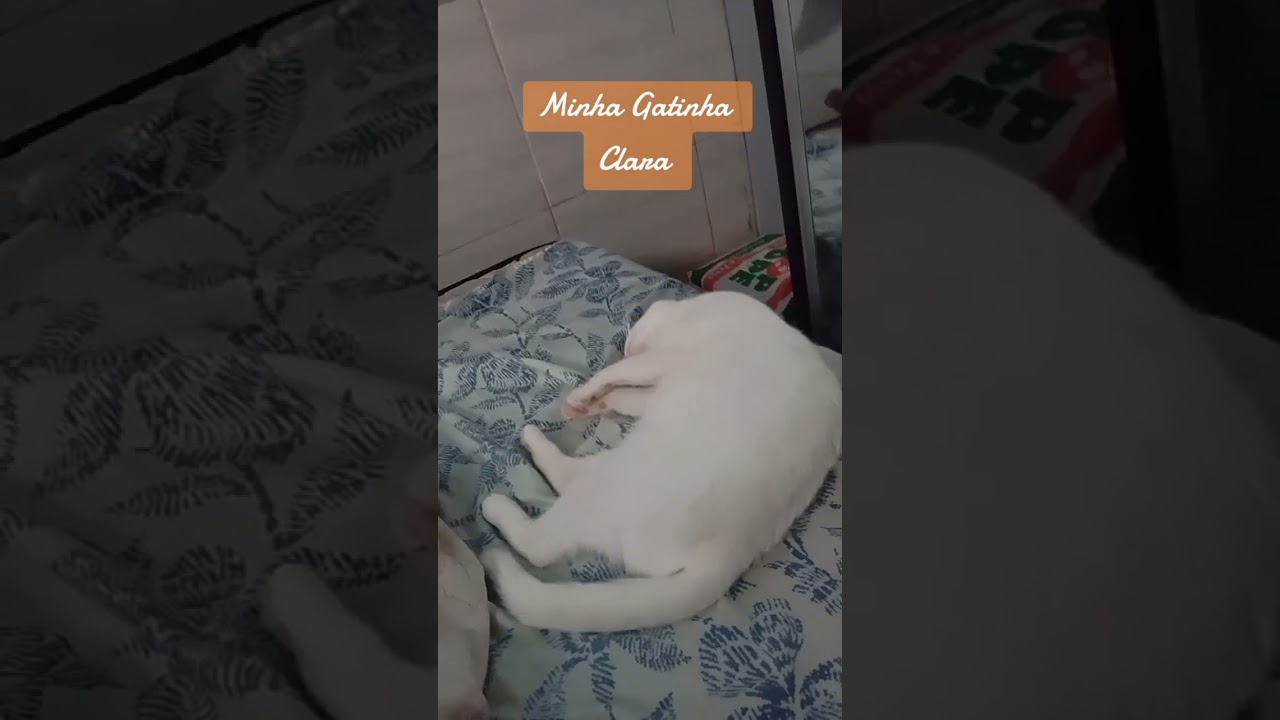 Sou um Gateiro 