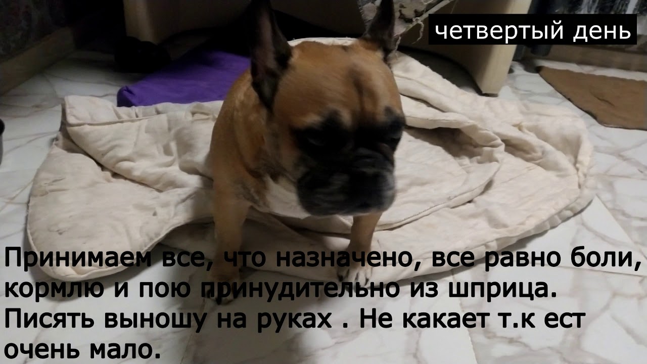 Грыжа шейного позвонка или невралгия? Французский бульдог.Боли в шее. (часть 1)