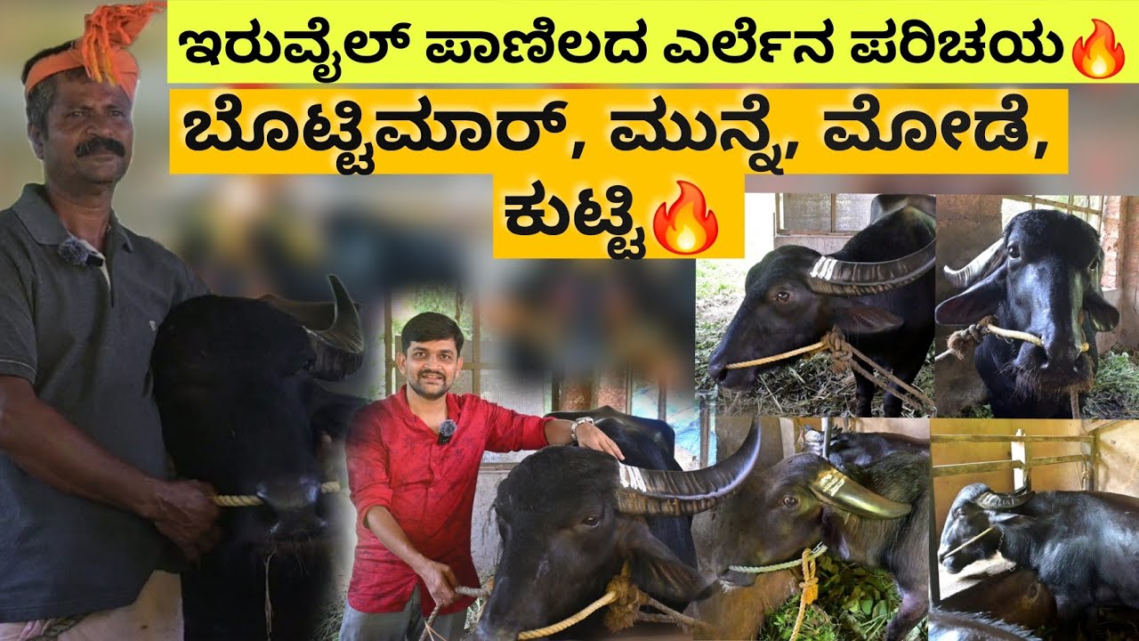Iruvail Panila Bottimar, Munne, Mode, Kutti ಎರ್ಲು ಎಂಚ ಉಲ್ಲ ತೂಲೆ🔥😎 ಇರುವೈಲ್ ಪಾಣಿಲ ಆನಂದಣ್ಣನ ಪಾತೆರ🔥😎