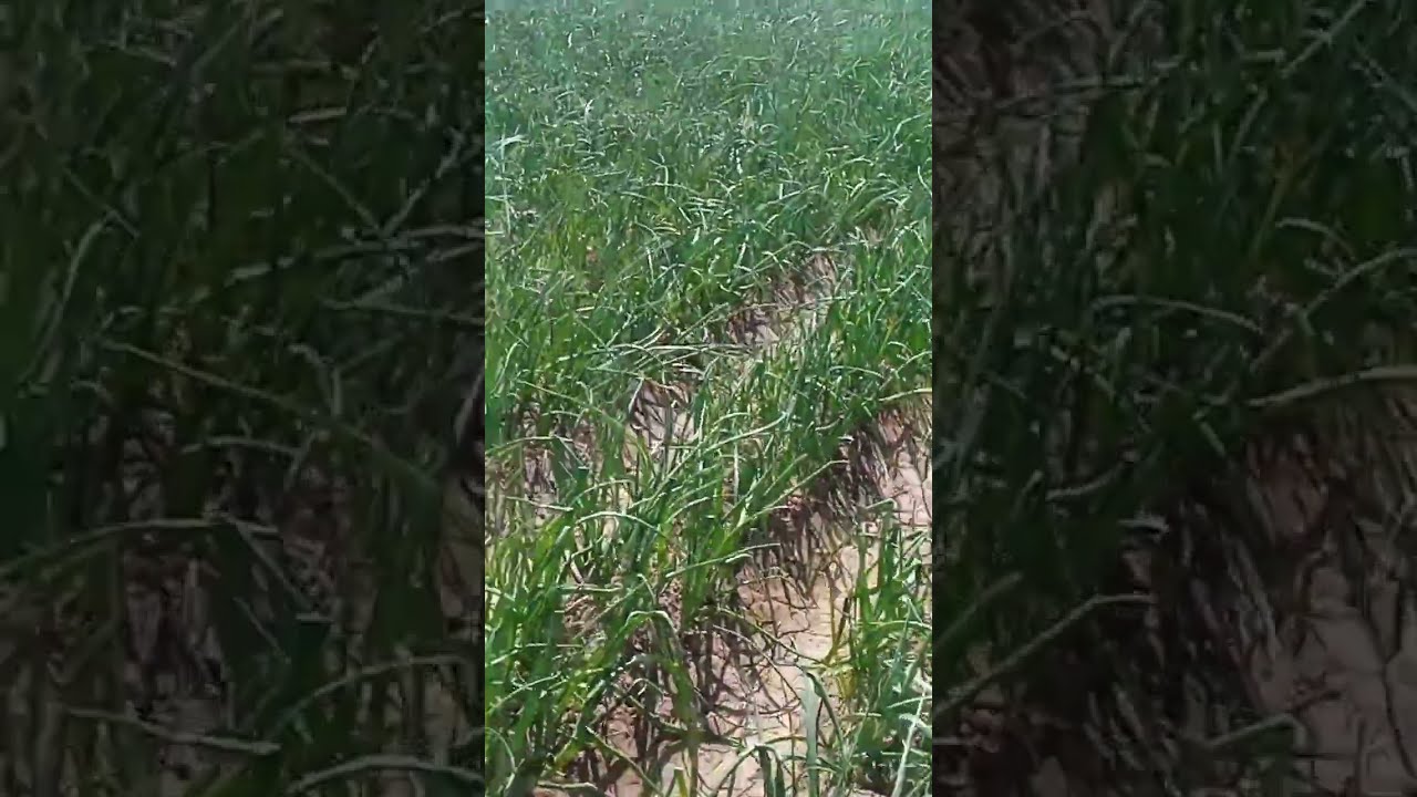 Onion Farming||onion Disease and treatment in Urdu deatil video|onion farming|(pyaz ki fasal)CH Farm